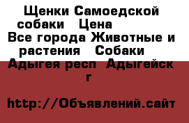 Щенки Самоедской собаки › Цена ­ 25 000 - Все города Животные и растения » Собаки   . Адыгея респ.,Адыгейск г.